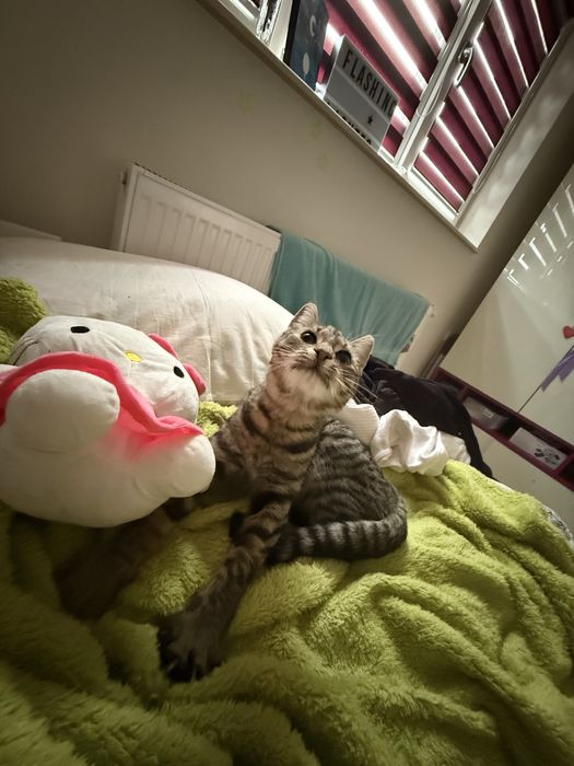 Ma ofer pet- sitter sau plim animalele