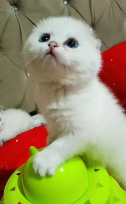 Продаётся котёнок