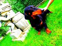 Teckel Dachshund