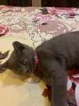 British shorthair