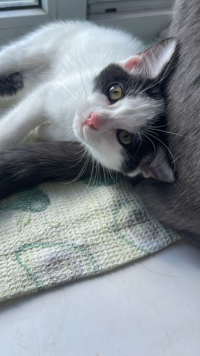 Чудесные котята в добрые руки!