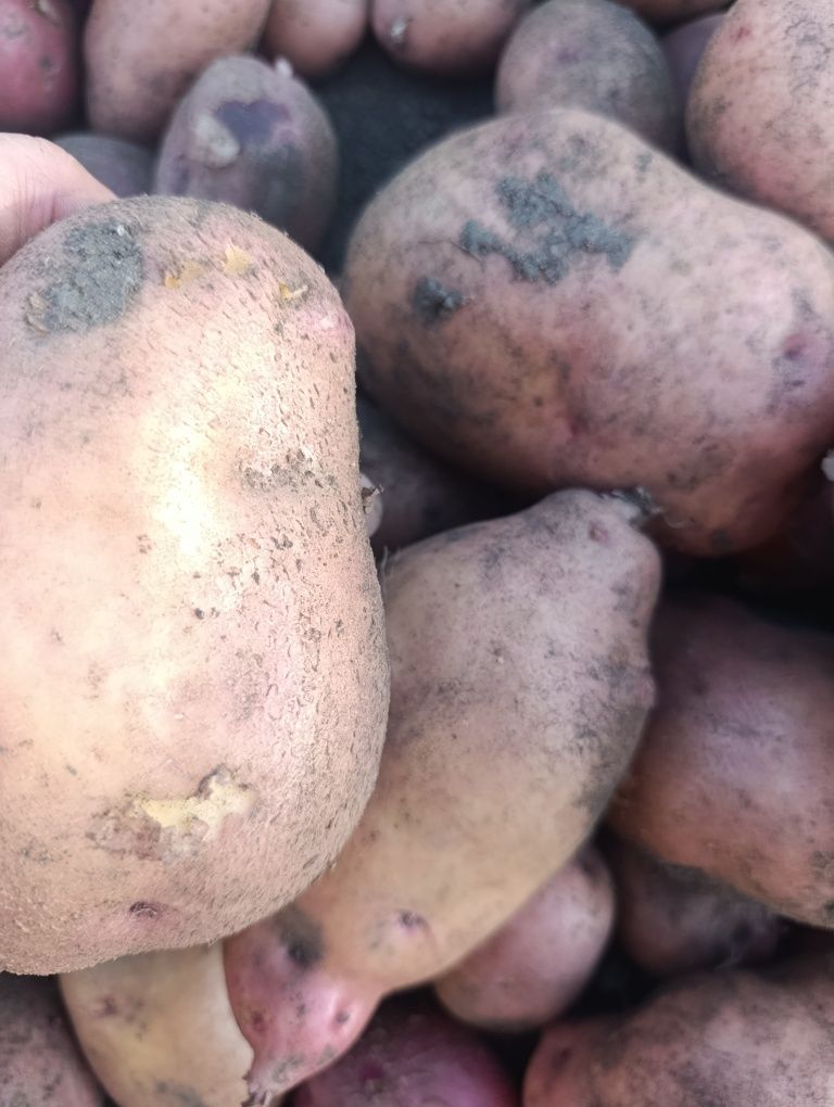 Продам дачную картошку