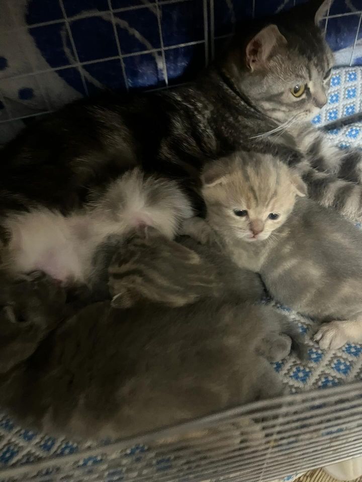 Вислоухий кот шотландец ВЯЗКА