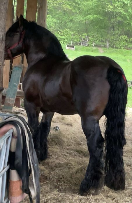 Vând armasar Ardenez