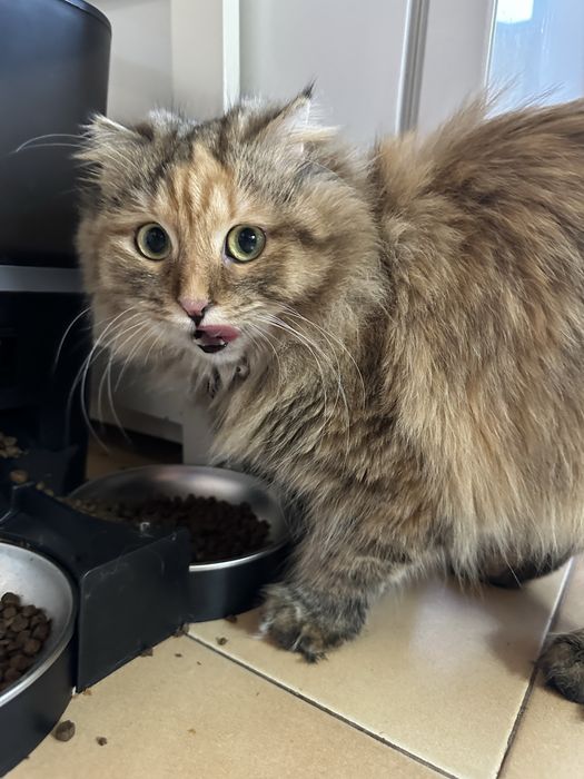 Шотландска правоуха