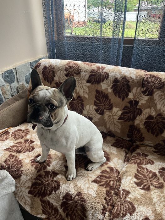 mascul buldog francez