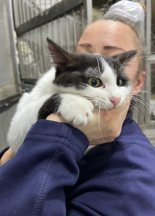 Подарявам мъжко коте