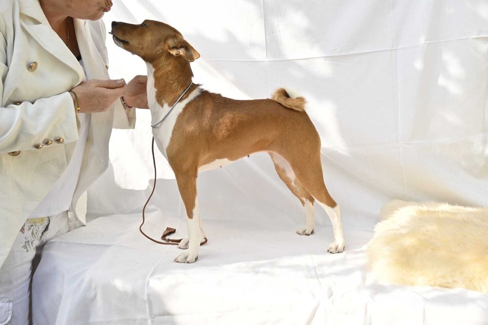 Catelus basenji,  un câine care nu latra.