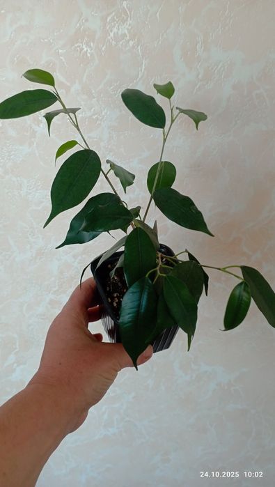 Продам фикус Бенджамин