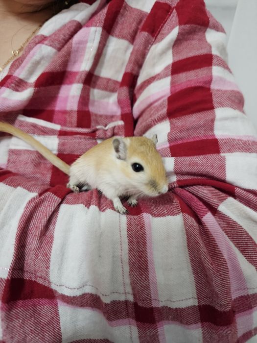 Pereche de gerbili – 3 luni, foarte activi și prietenoși