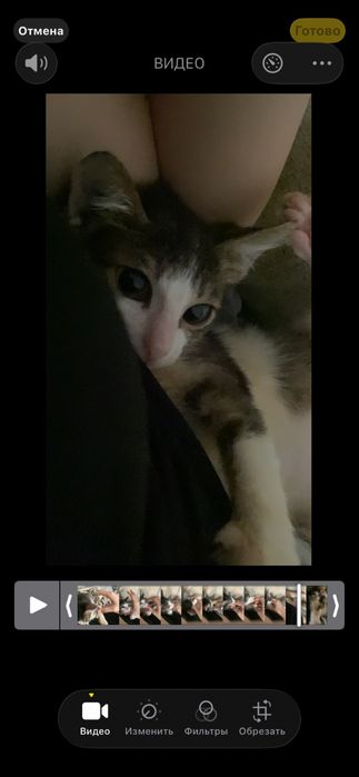 Ищу заботливый дом для особенного  котёнка по имени Лайф