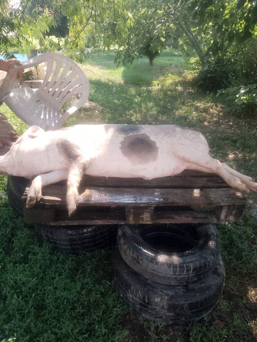 Малки Прасета от 18 до 30 кг 10 лв живо тегло