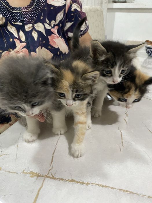 Котенки, 1 месяц