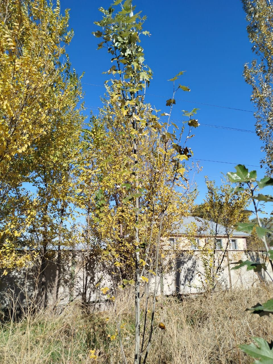 Продам тополь, саженцы тополей, тополя