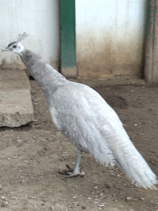 Masculi opal ochi albi și fazani