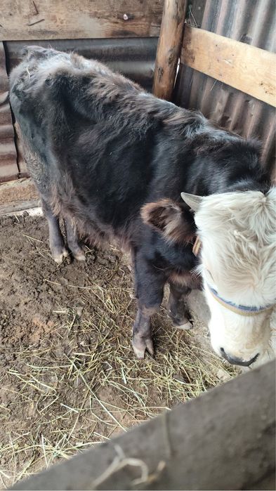 Еркек бузау сатылады зайсанда