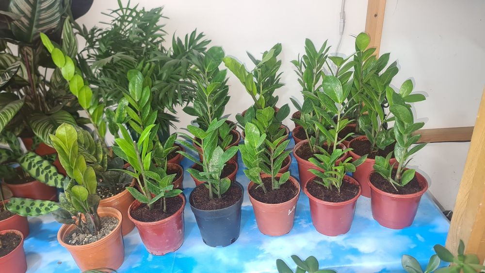 Xar xil turdagi gullarimiz sotuvda