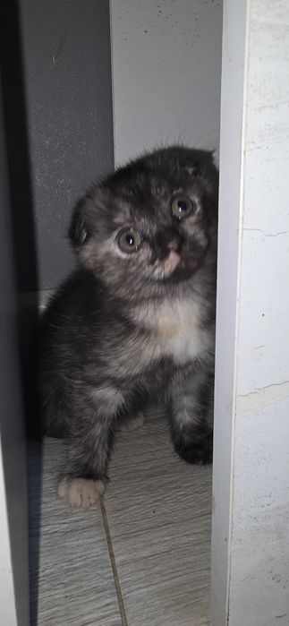 Отдам котенка в добрые руки