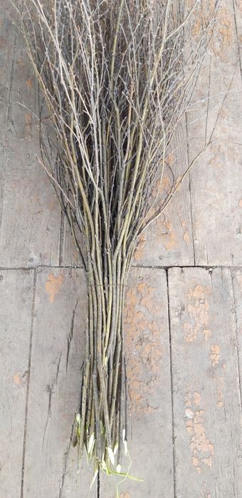 Веники ( караганник)