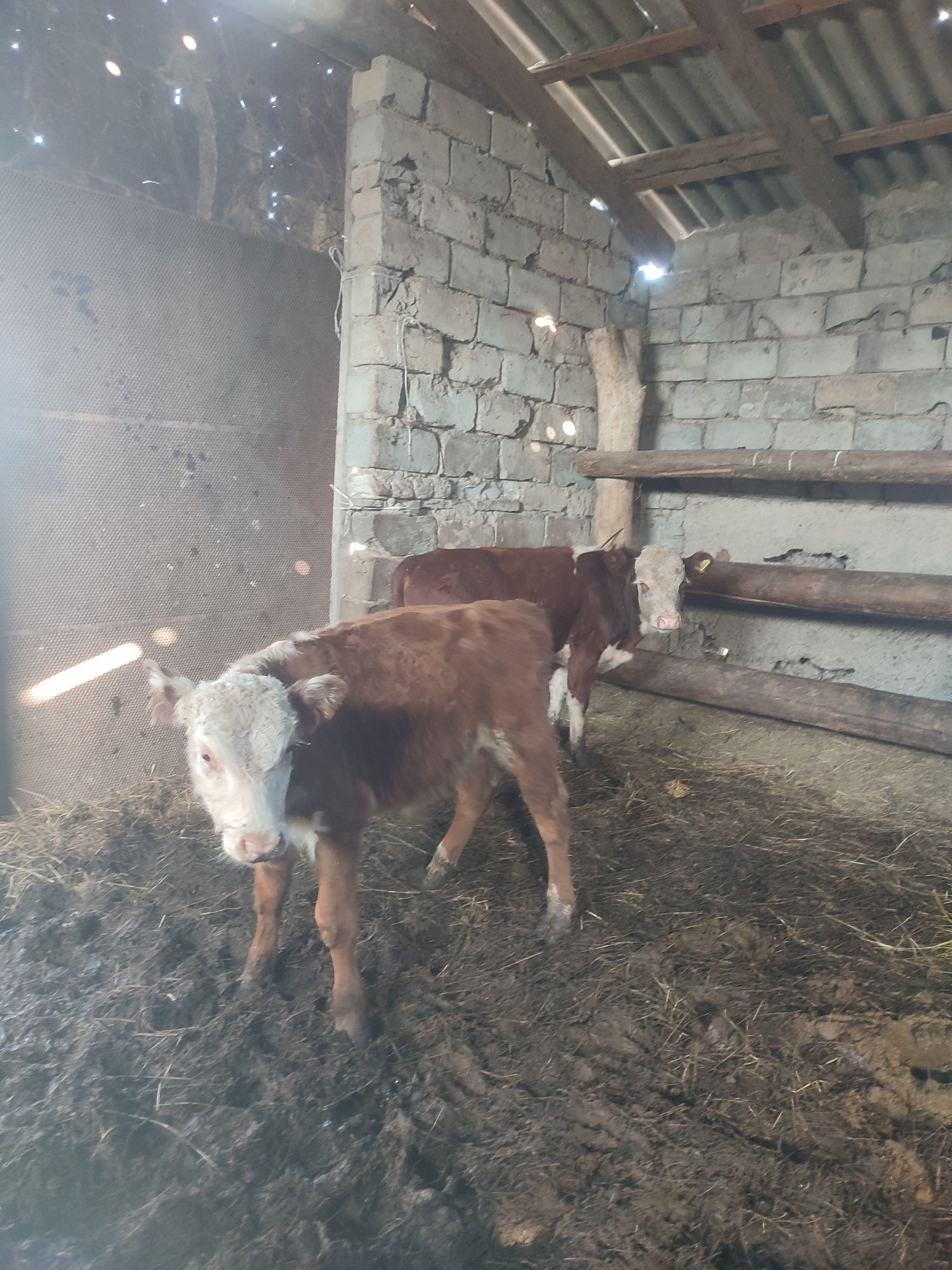 Продам 3 бычка и 1 корову