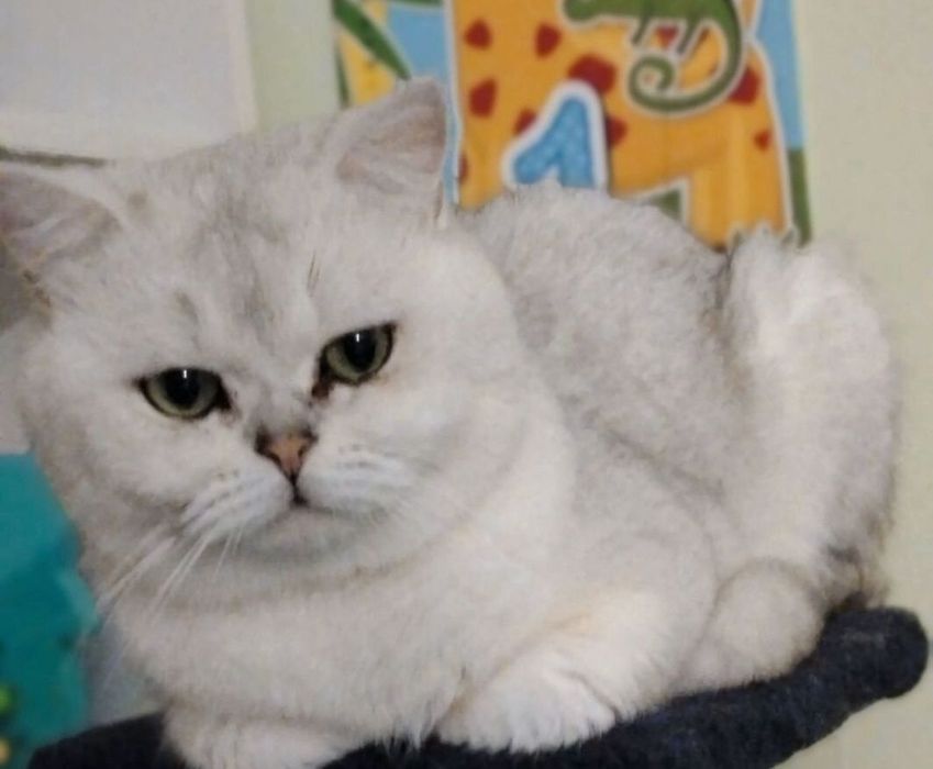 Вязка опытного кота, шиншилла серебро, приглашает невест