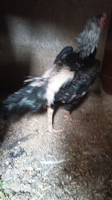 Хуроз сотилади..