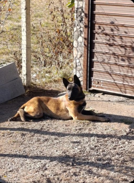 Чистокръвни малки белгийски овчарки Малинуа малионис