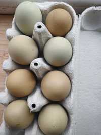 Vând oua verzi fara colesterol