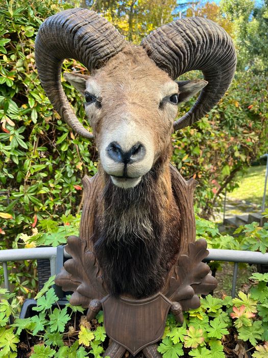 Препарирани трофеи от муфлон