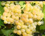 Vând struguri de vin