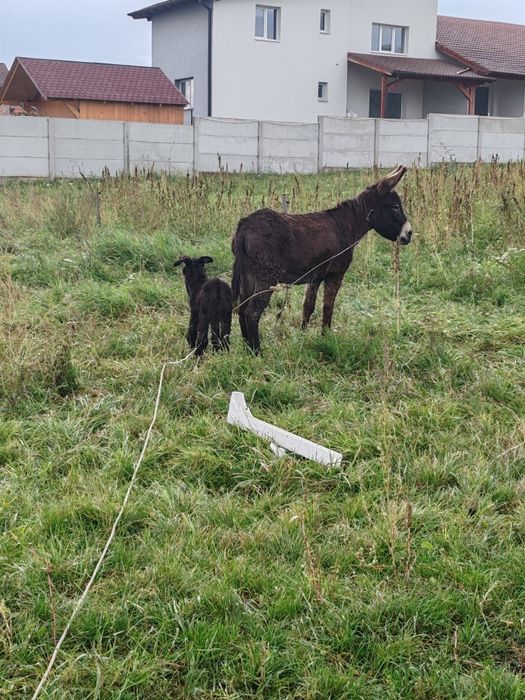 Magarita cu pui tânără