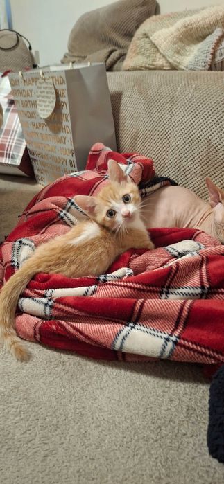 Коте с къси лапички / манчкин