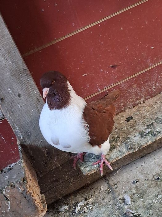 Porumbei vând sau schimb