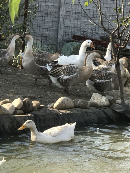 Vand sau schimb gaste americane