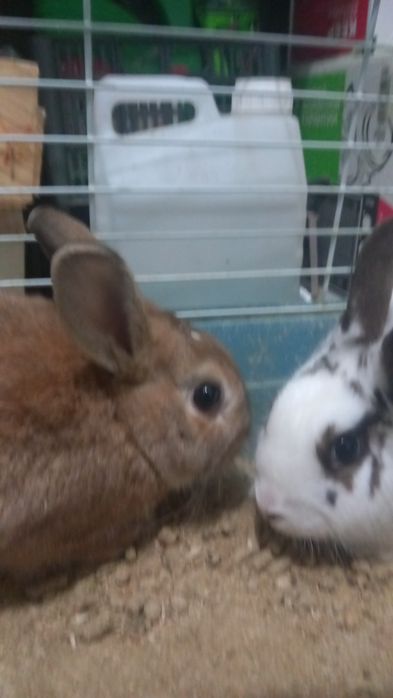 Quyonlar sotiladi 400 min parasi