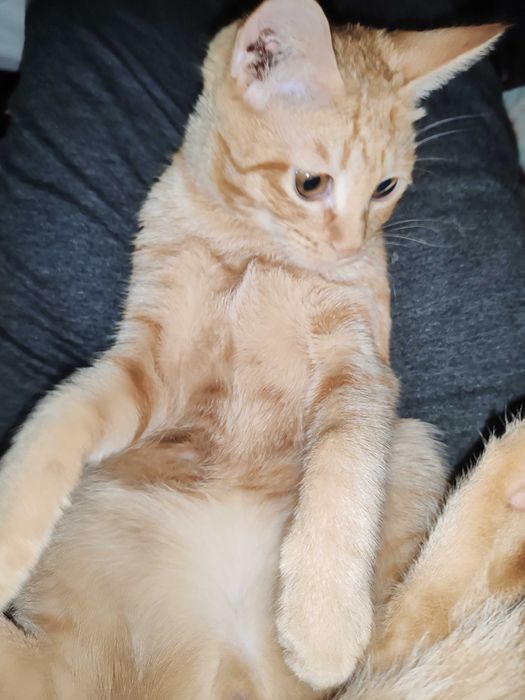 Котята домашние даром