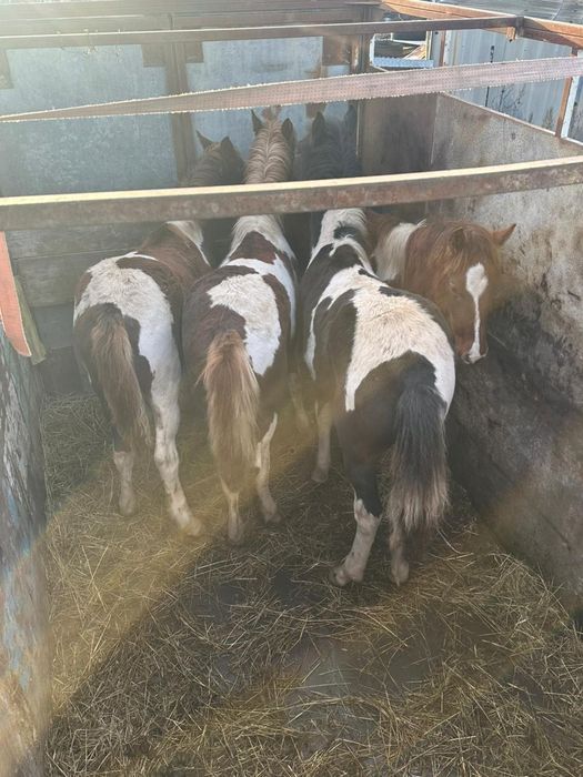 Жабағылар сатылады