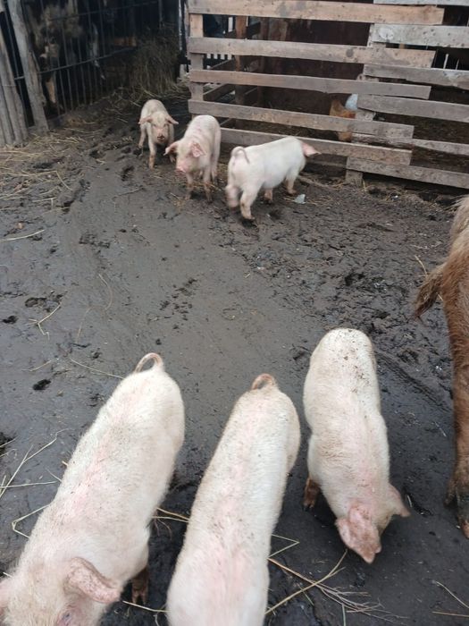 Продам поросят! 2х месячных