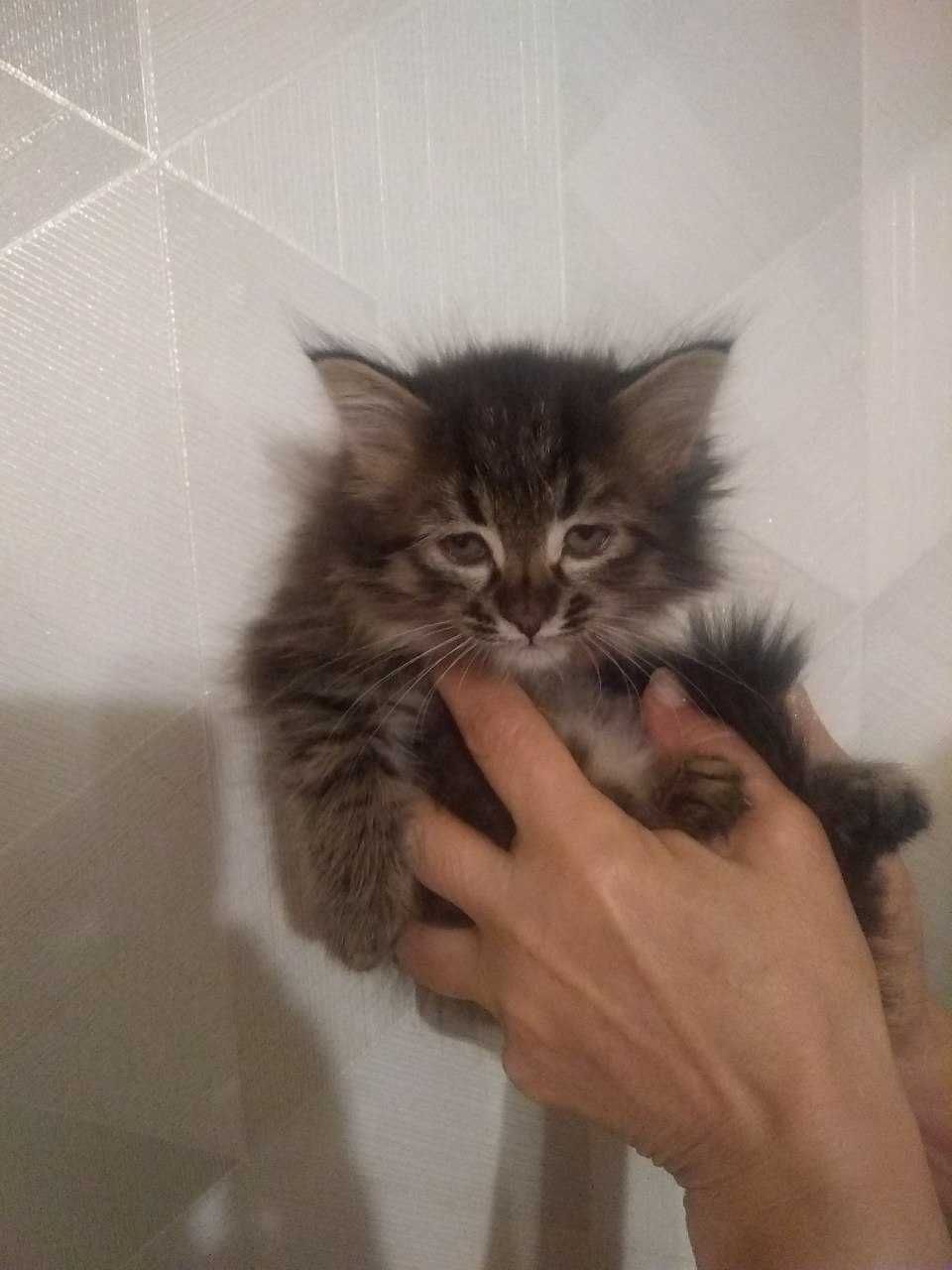 Отдам даром котят в хорошие руки