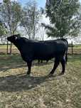 Taur angus pentru reproductie