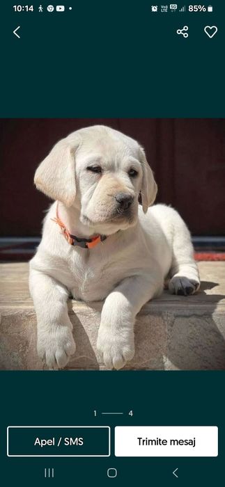 Puiuț Labrador Auriu