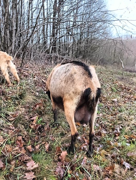 Vând țap de doi ani rasa nubian bun de prăsilă, sau schimb, vând iezi