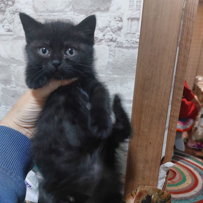 Отдам котят бесплатно