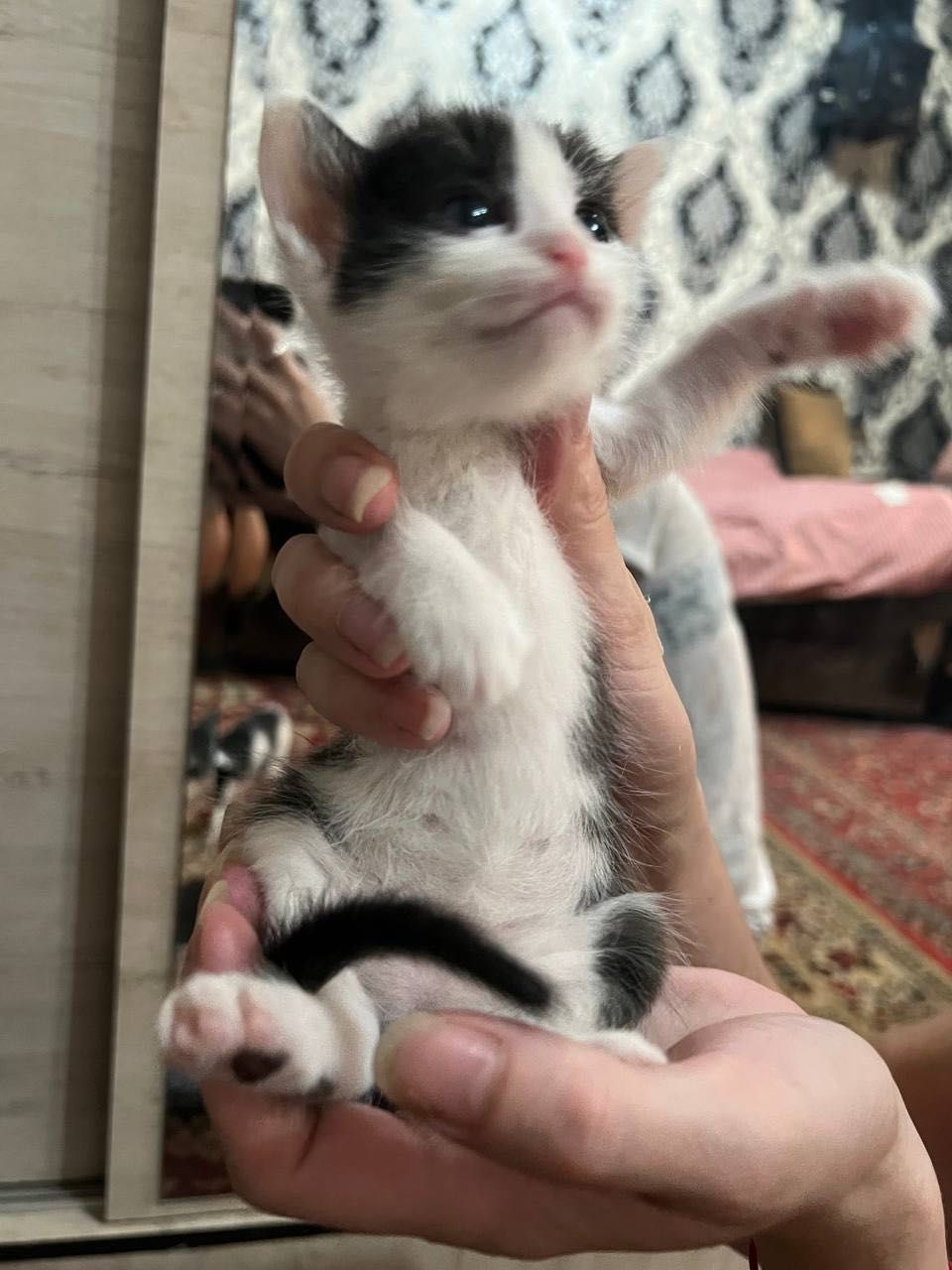 Отдаю котят в добрые и заботливые руки