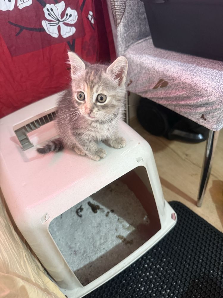Подарявам коте на два месеца