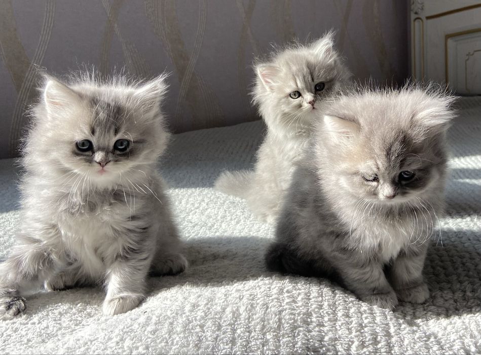 продается котята