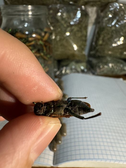 Алтын коныз маайский жук золотой жук