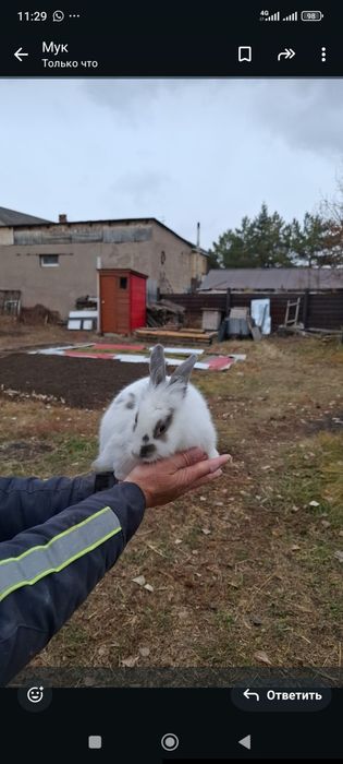 Продам декоративного крольченка