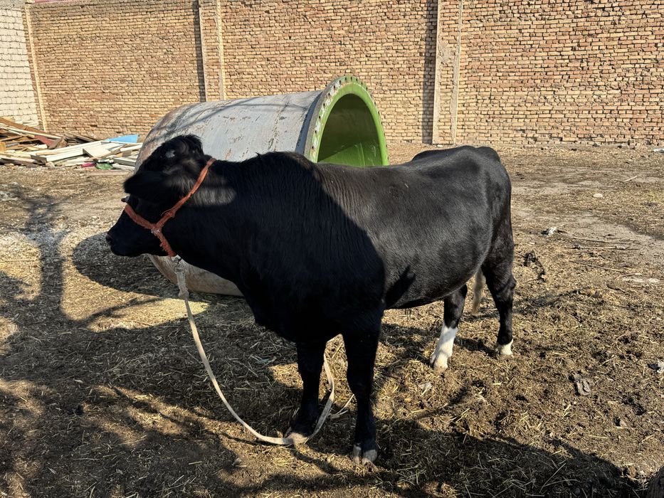 Qora mol ozimizaniki