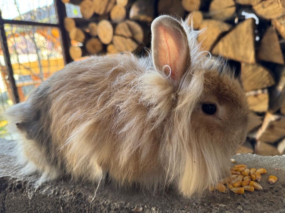 2 iepuroaice, rasa cap de leu